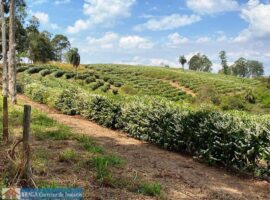Fazenda Localizada na Cidade de São Gotardo/MG